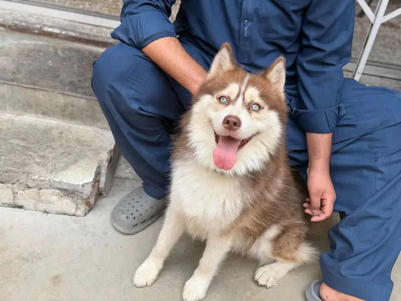 Siberian Husky — photo 2