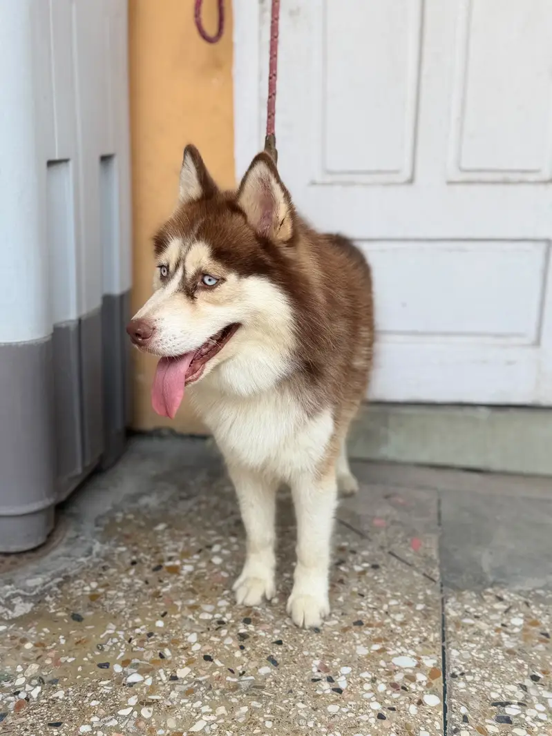 Siberian Husky — photo 3