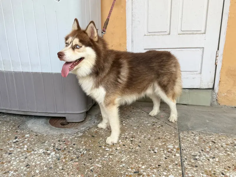 Siberian Husky — photo 4