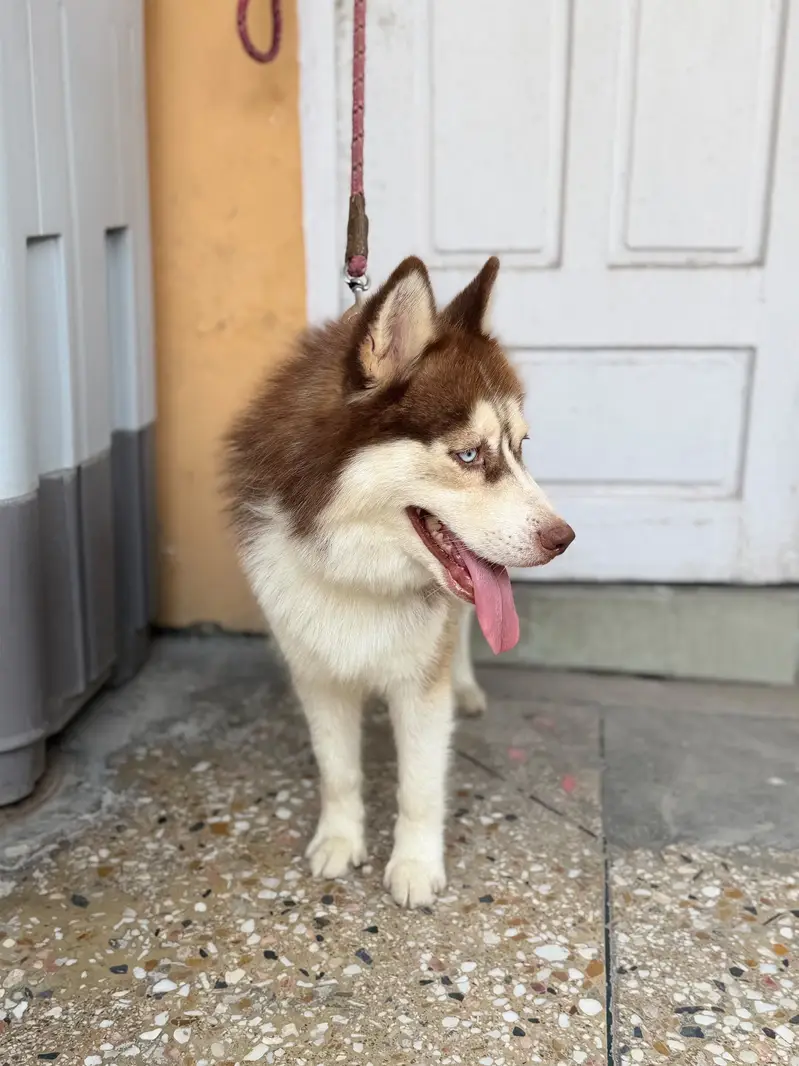 Siberian Husky — photo 5