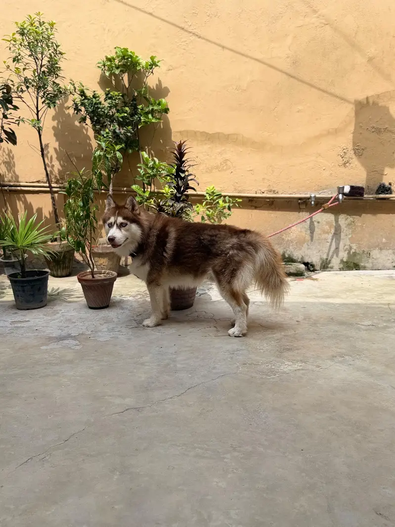Siberian Husky — photo 6