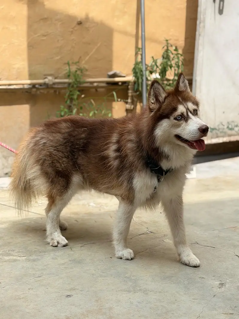 Siberian Husky — photo 7