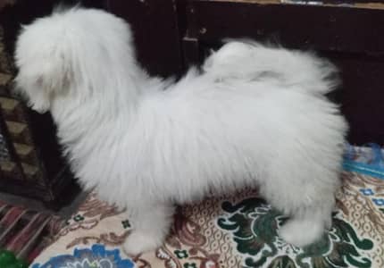 poodle