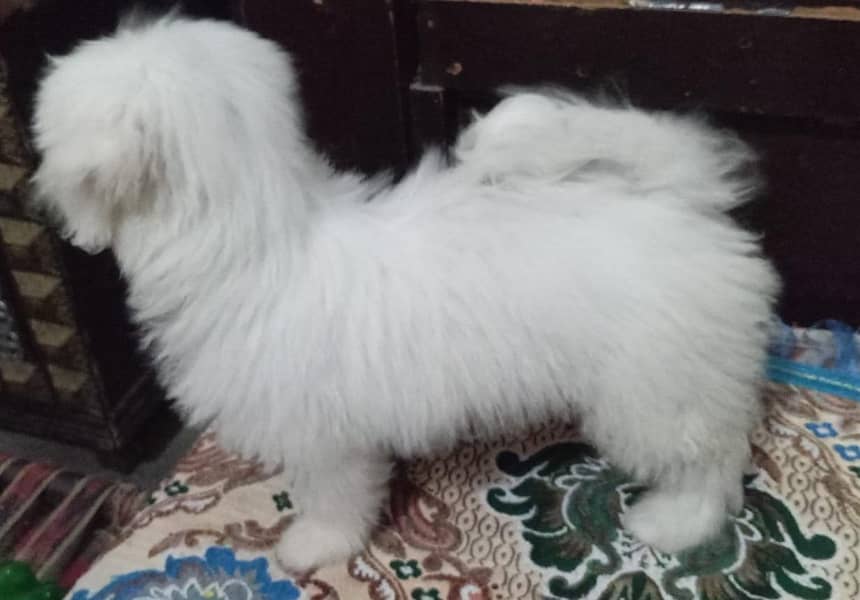poodle 0