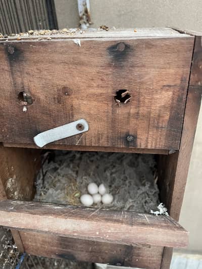 Love Bird Setup + Pair on Egg