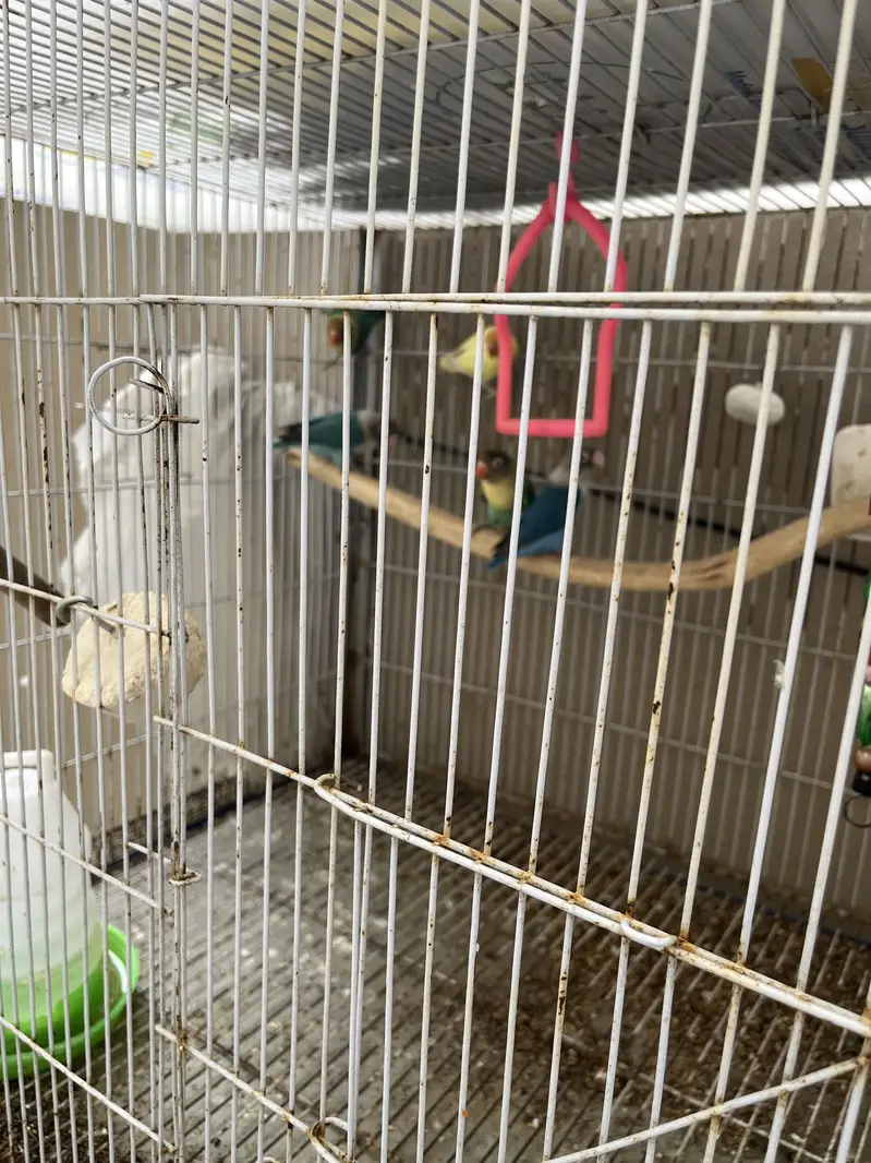 Love Bird Setup + Pair on Egg — photo 2