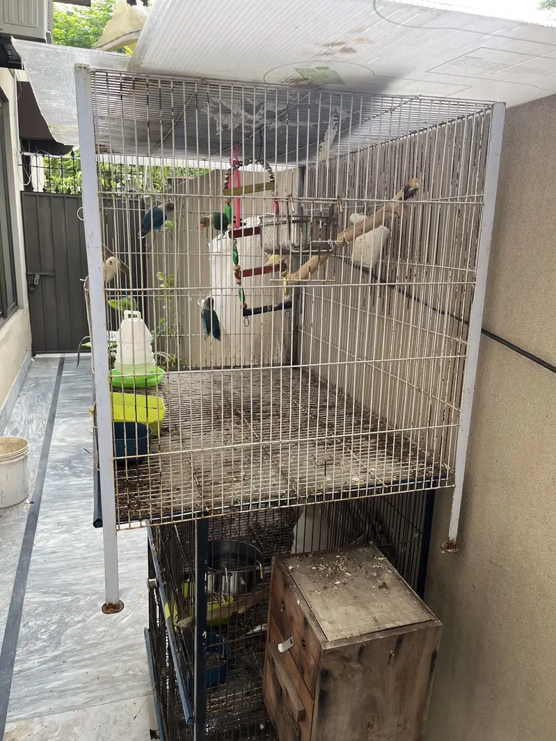 Love Bird Setup + Pair on Egg — photo 3