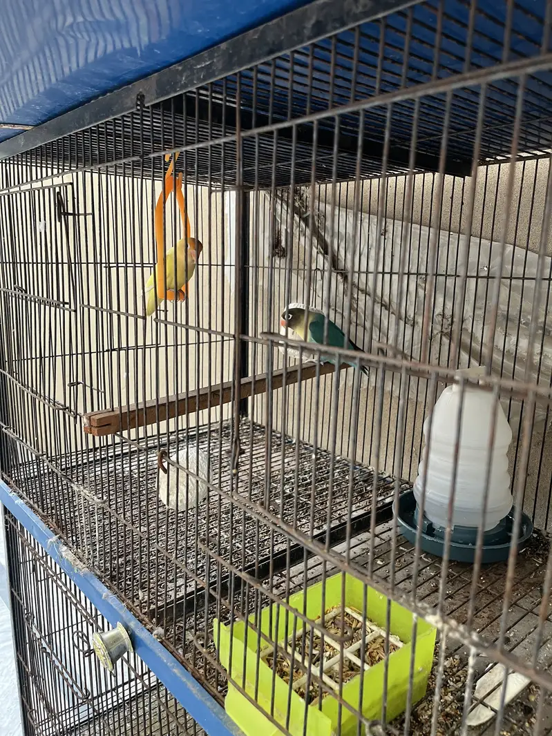 Love Bird Setup + Pair on Egg — photo 4