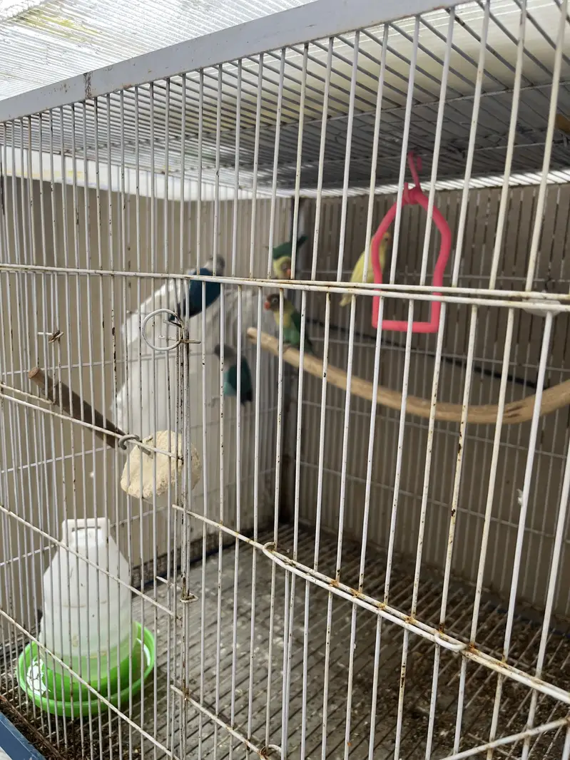 Love Bird Setup + Pair on Egg — photo 5