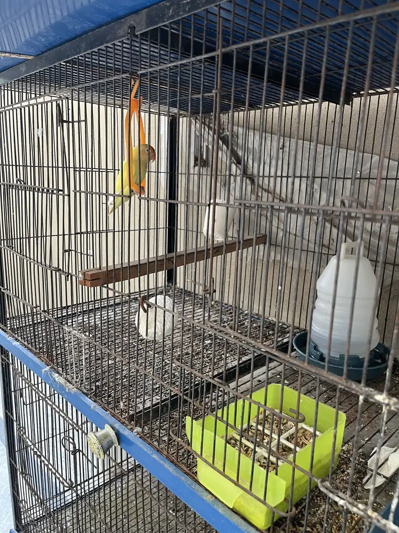 Love Bird Setup + Pair on Egg — photo 6