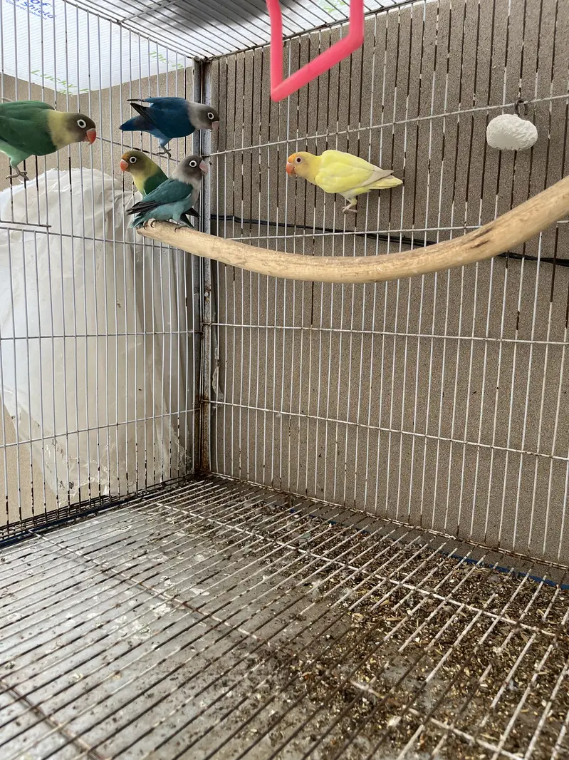 Love Bird Setup + Pair on Egg — photo 7