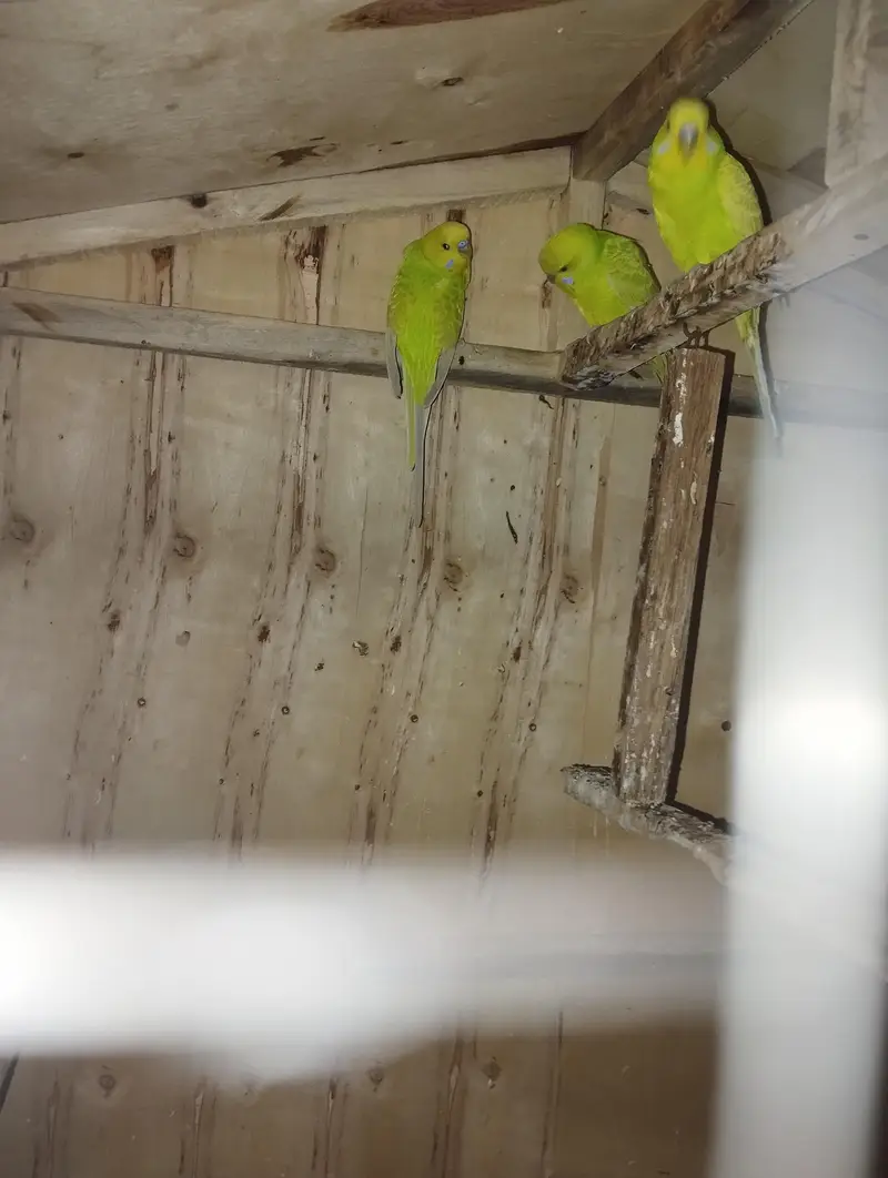 Australian Parrots with Wooden Cage for Sale — photo 2