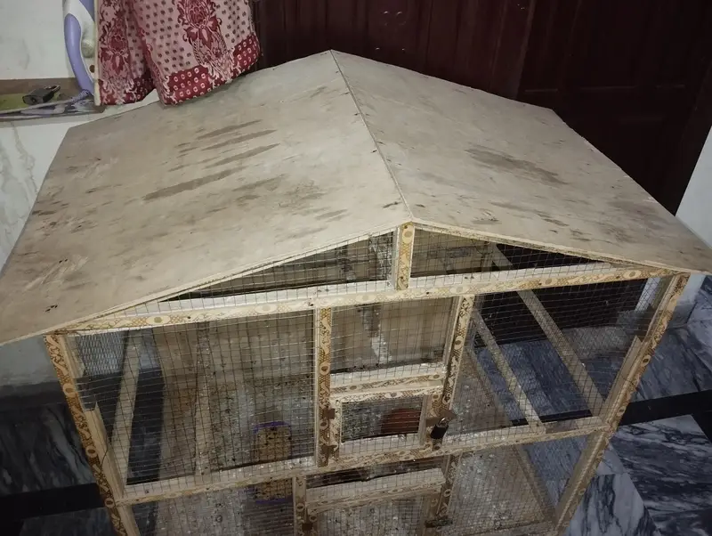 Australian Parrots with Wooden Cage for Sale — photo 3