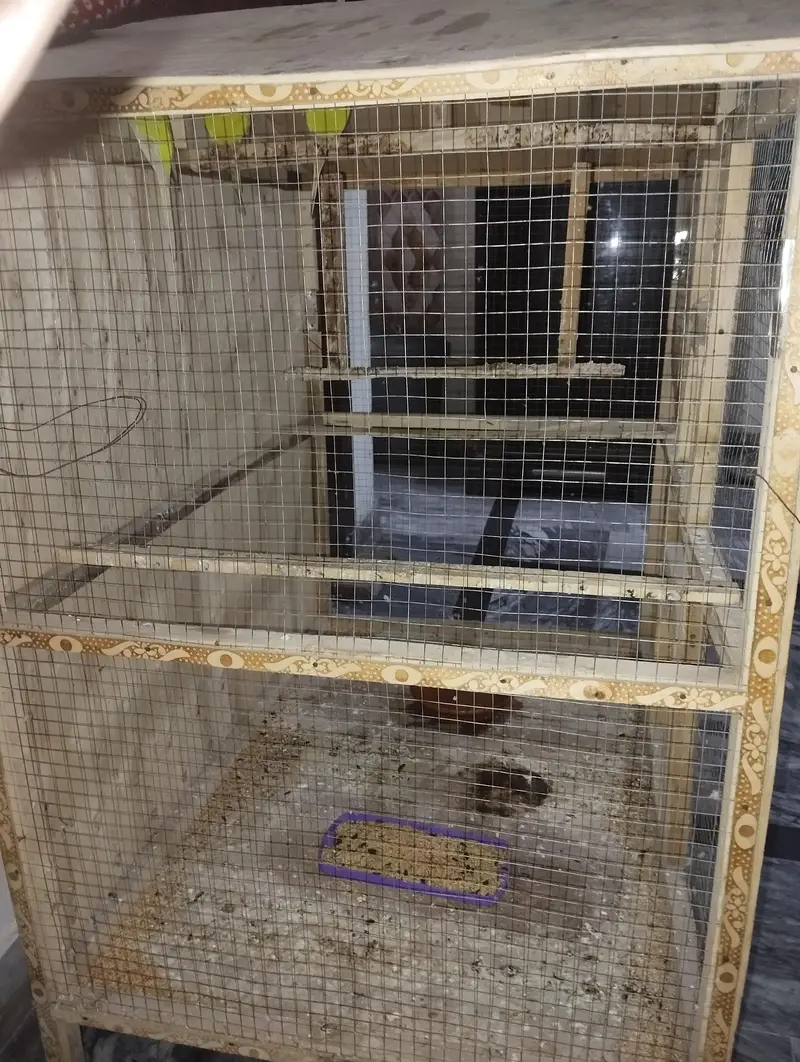 Australian Parrots with Wooden Cage for Sale — photo 4