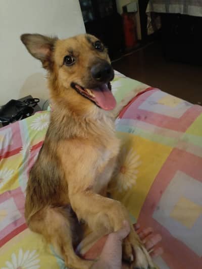 Fully Vaccinated and Spayed Female Shepherd Dog