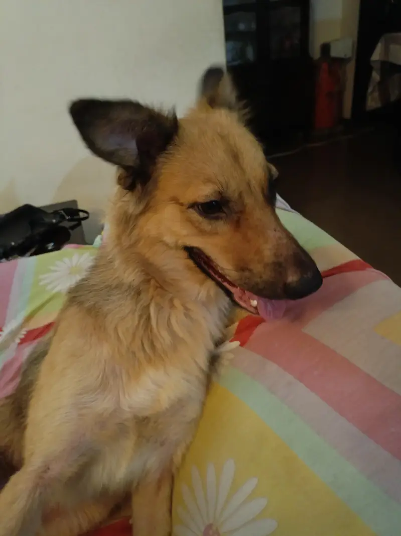 Fully Vaccinated and Spayed Female Shepherd Dog — photo 2
