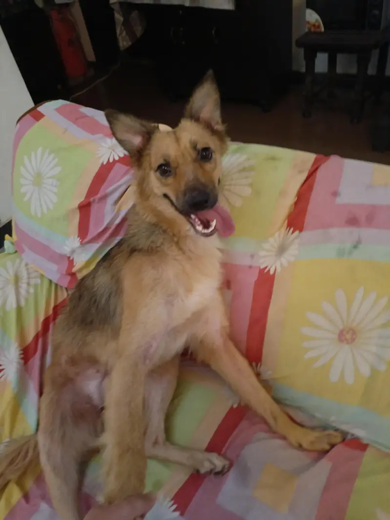Fully Vaccinated and Spayed Female Shepherd Dog — photo 3
