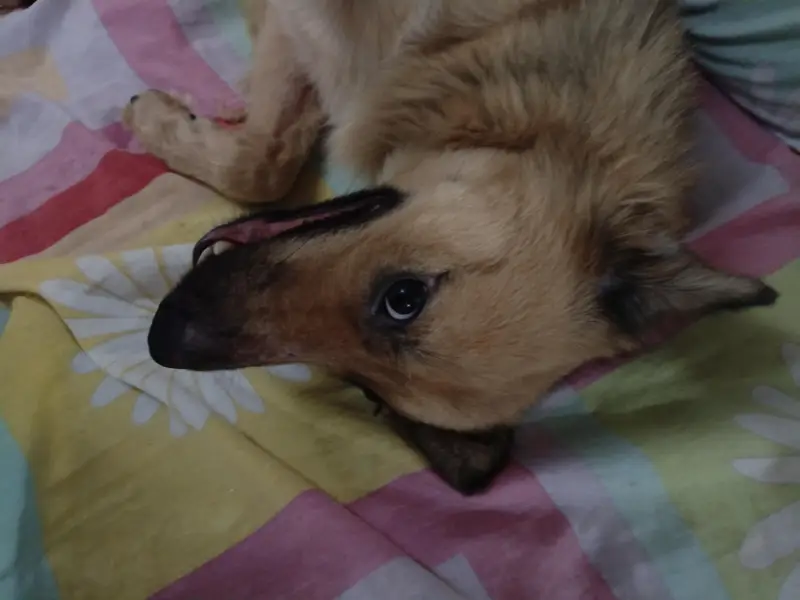 Fully Vaccinated and Spayed Female Shepherd Dog — photo 4
