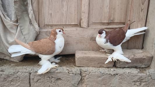 German sherazi pigeon 8kali 02 male 6k per piec