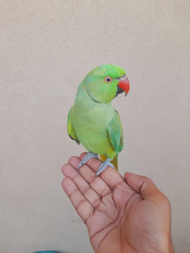 tame male mitho — photo 2