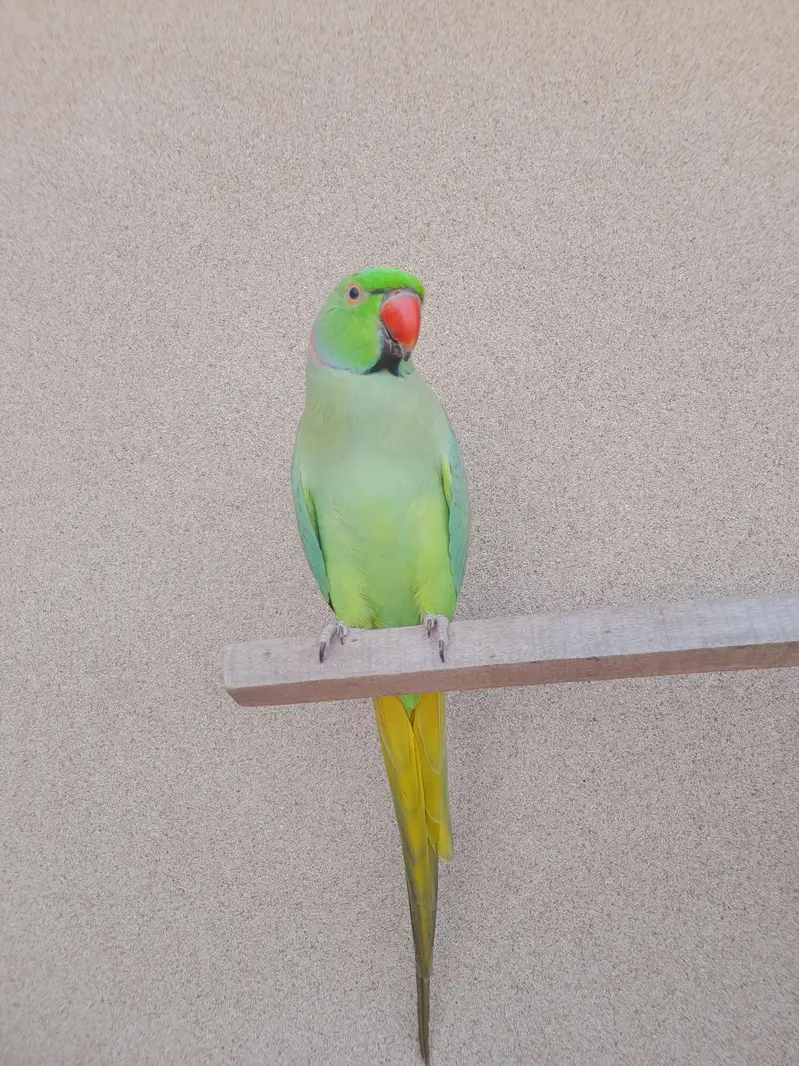 tame male mitho — photo 3
