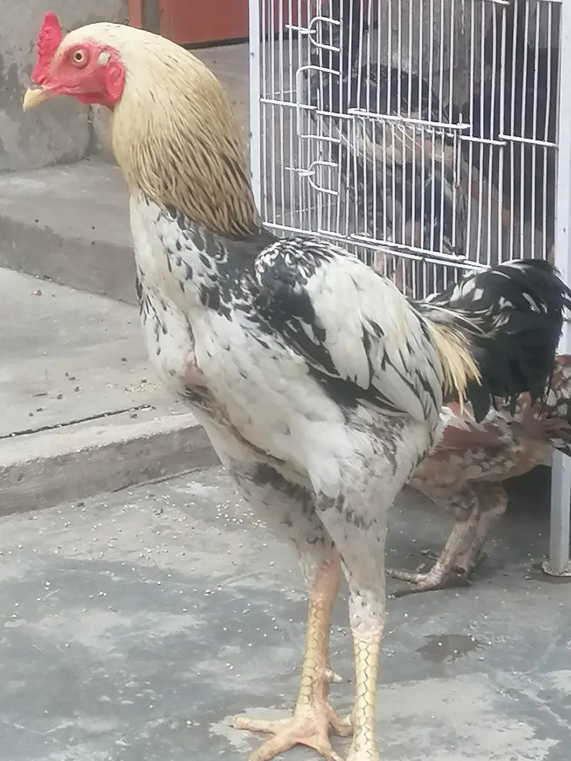 aseel murgha murghi pair for sale — photo 3
