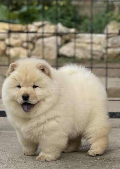 Golden retriever puppies 0313*9363*417