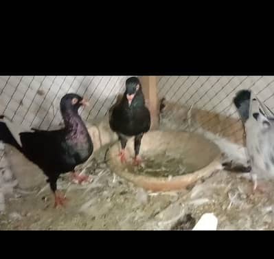 Fancy Pigeons Available For Sale / Danish Pigeon / Danish kabutar /