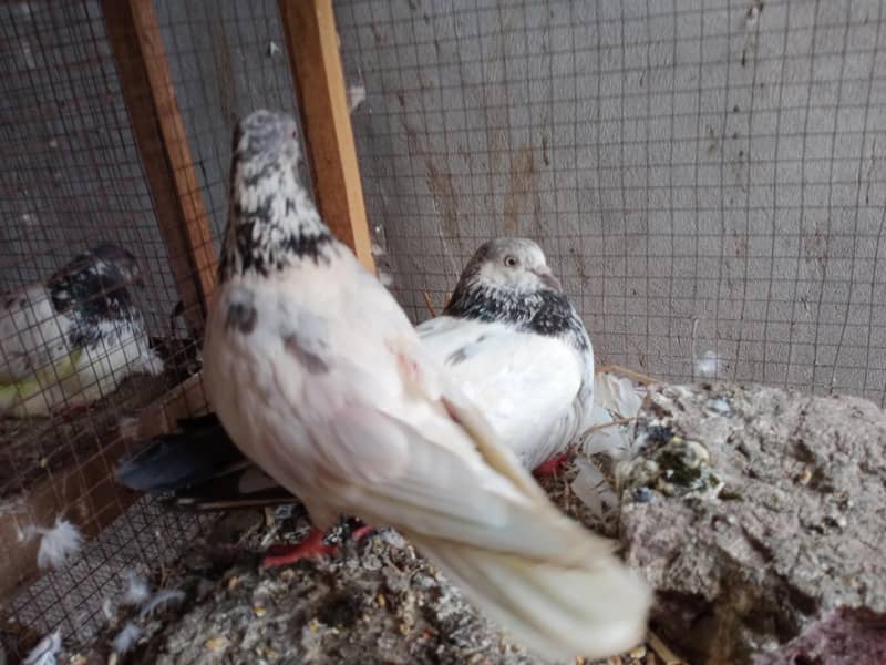breeding pair 0