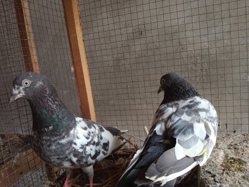 breeding pair 1