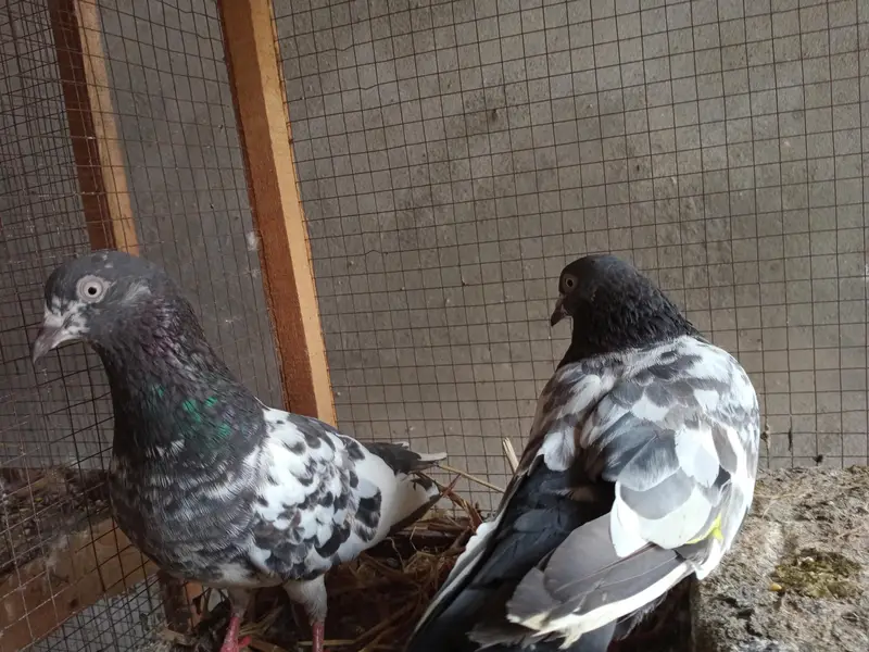 breeding pair — photo 2