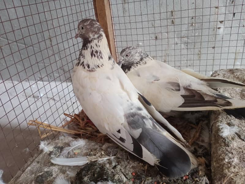 breeding pair 2