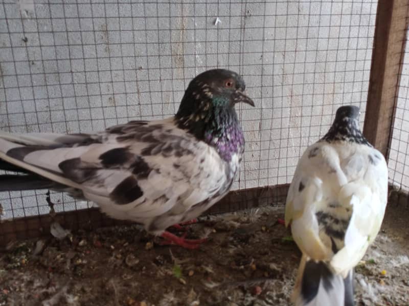 breeding pair 3