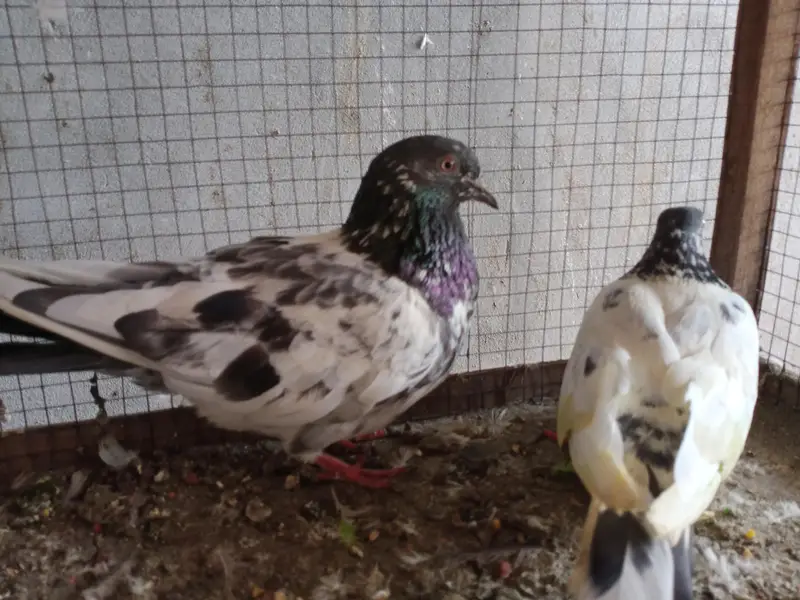breeding pair — photo 4
