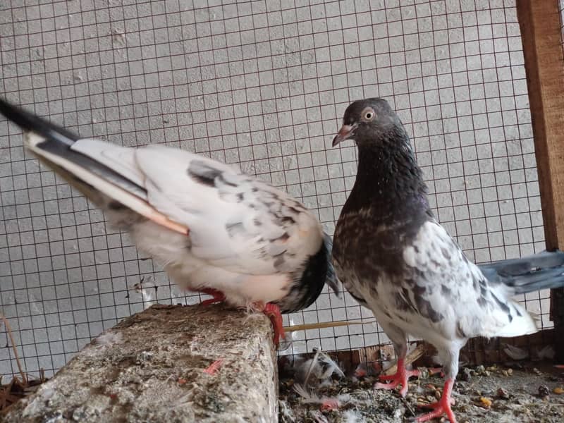 breeding pair 4