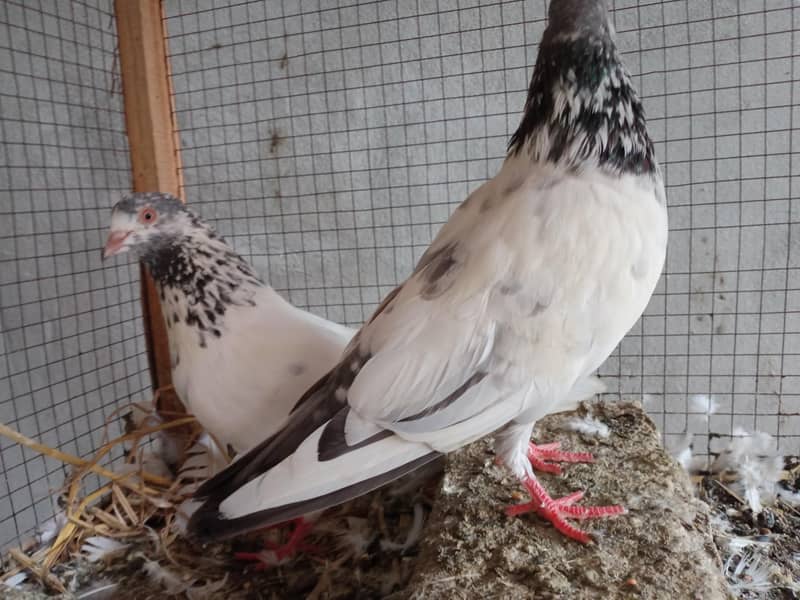 breeding pair 5