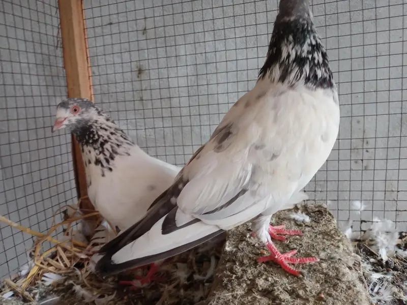 breeding pair — photo 6
