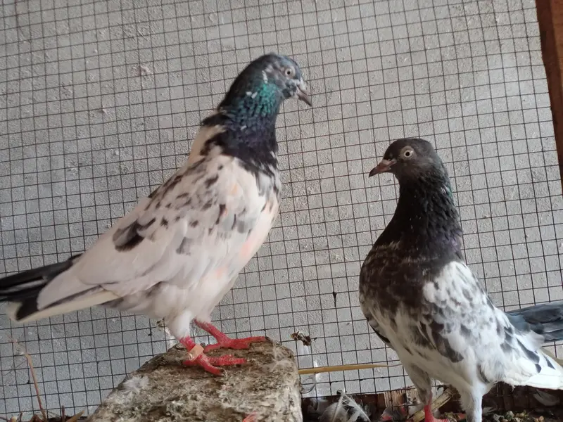 breeding pair — photo 7