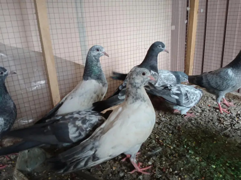 breeding pair — photo 8