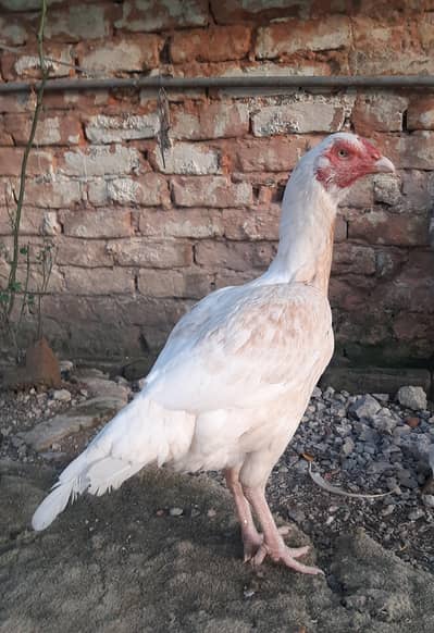 Aseel Breeder Female For Sale