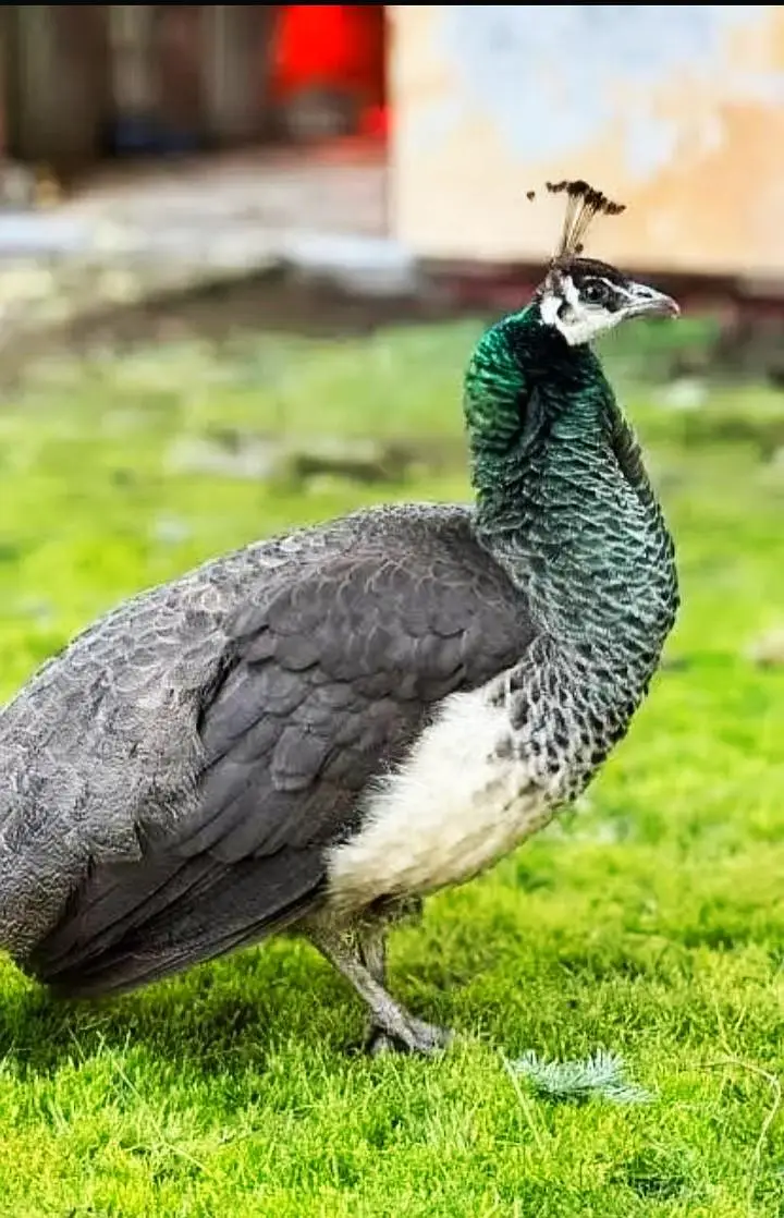 Breeder blue shoulder female peacock for sale
