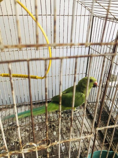 Green Parrot Katha