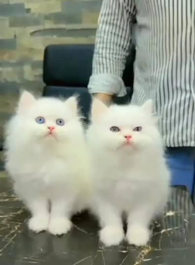 persian cat for sale