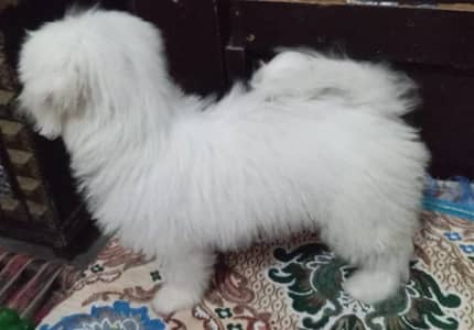 Emergency for sale