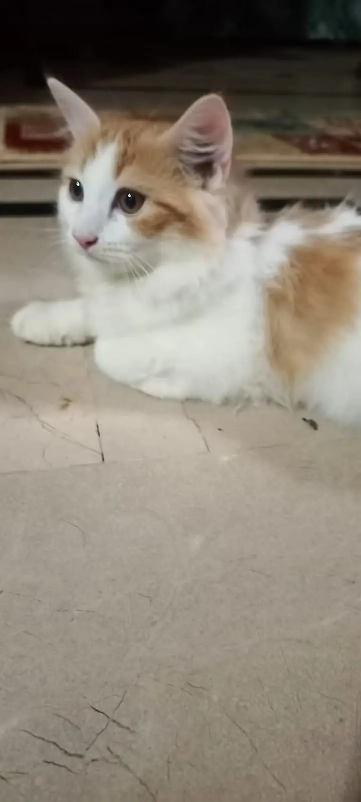 triple coat Persian kittens — photo 2