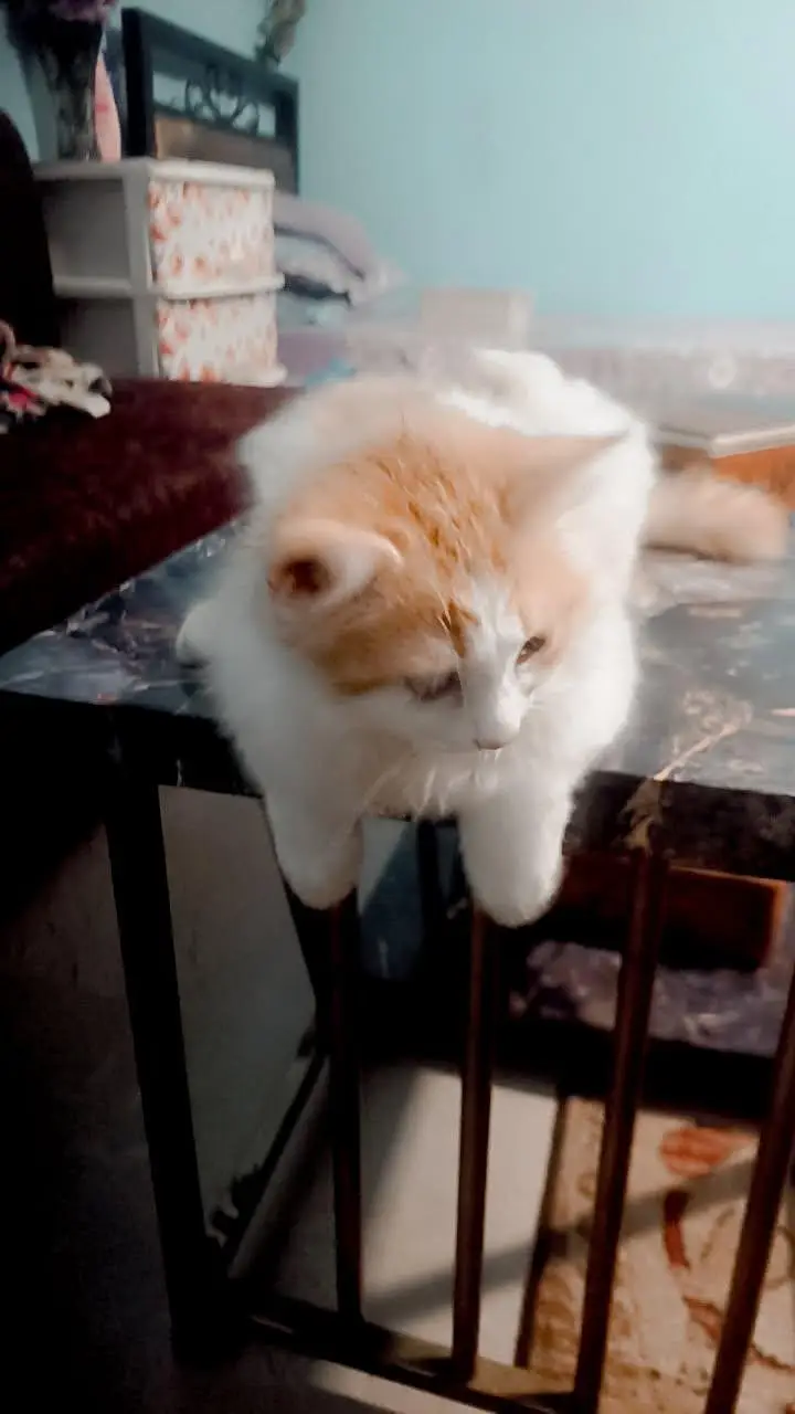 triple coat Persian kittens — photo 4