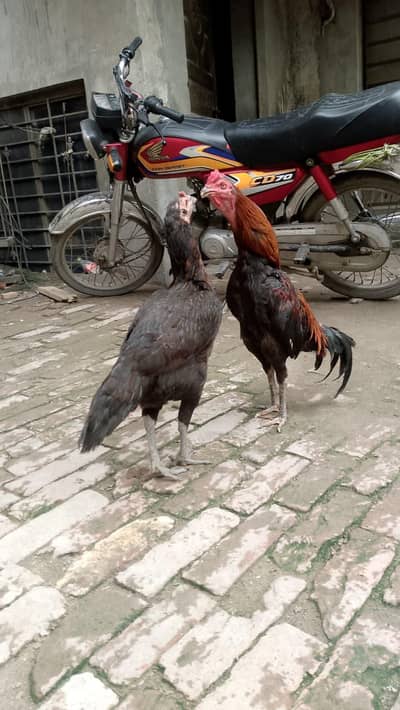 aseel burmi thai and pakoya trat chicks for sale