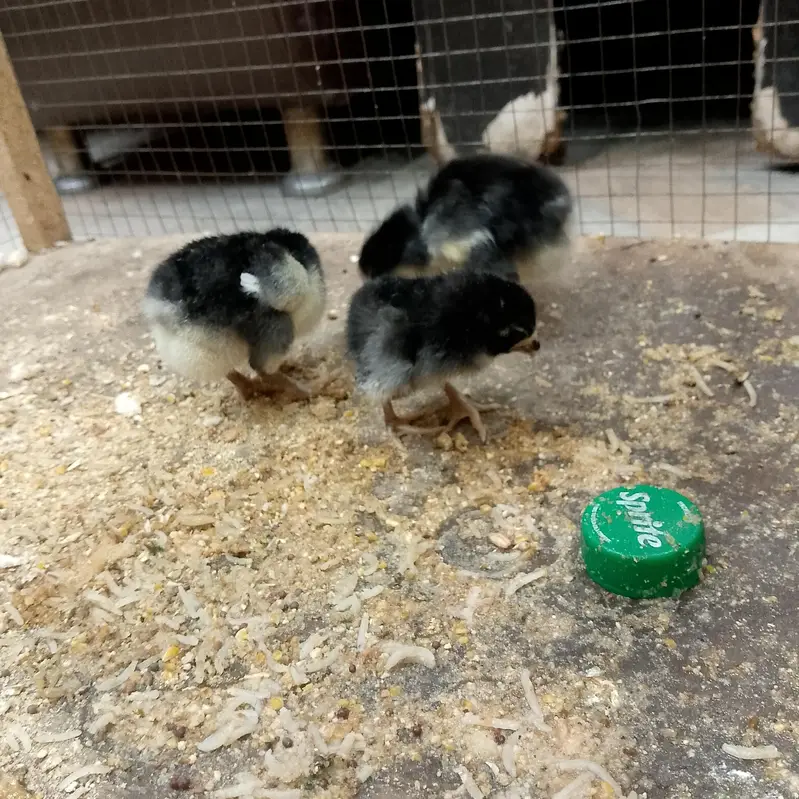 aseel burmi thai and pakoya trat chicks for sale — photo 2