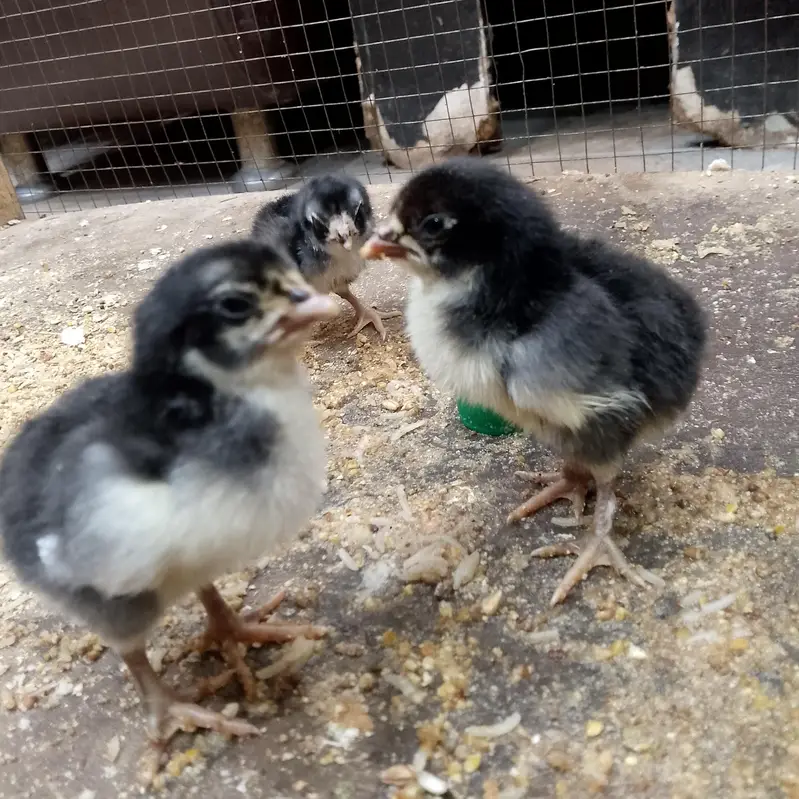 aseel burmi thai and pakoya trat chicks for sale — photo 3
