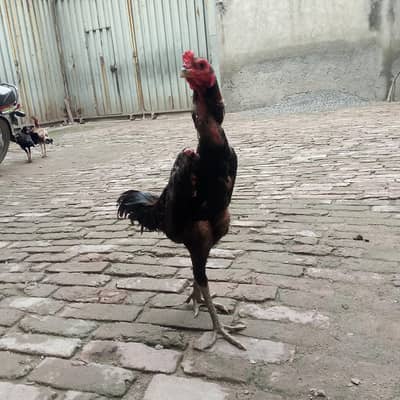 aseel burmi thai and pakoya trat chicks for sale